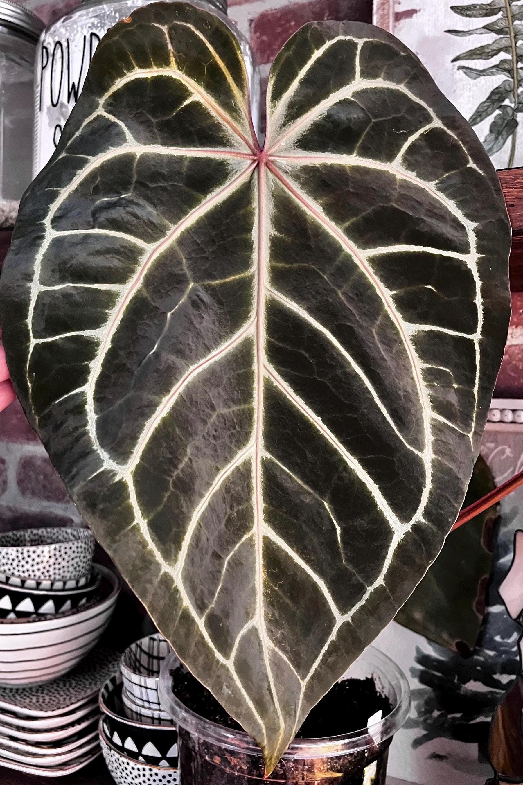 Anthurium Crystallinum Black - Etsy