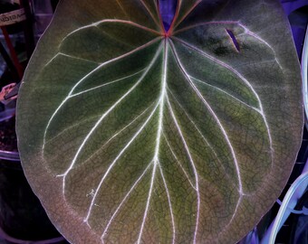 Anthurium Seedlings-4 (anthurium Forgetii X Wu5 Red Crystallinum