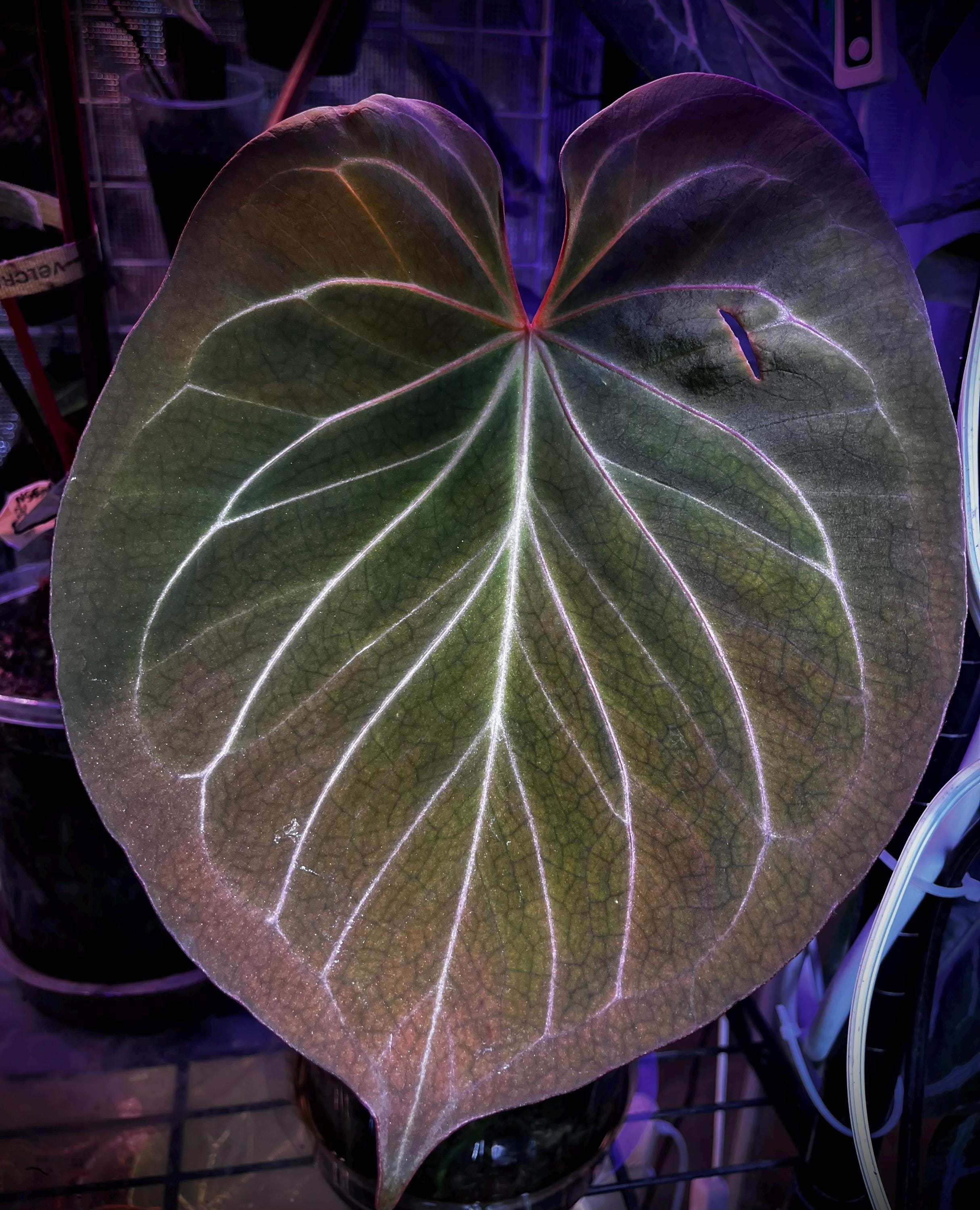 Anthurium King of Spades X Red Crystallinum - Etsy