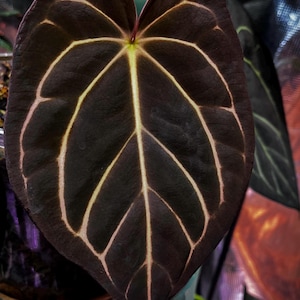 Anthurium Michelle X Carlablackiae - Etsy