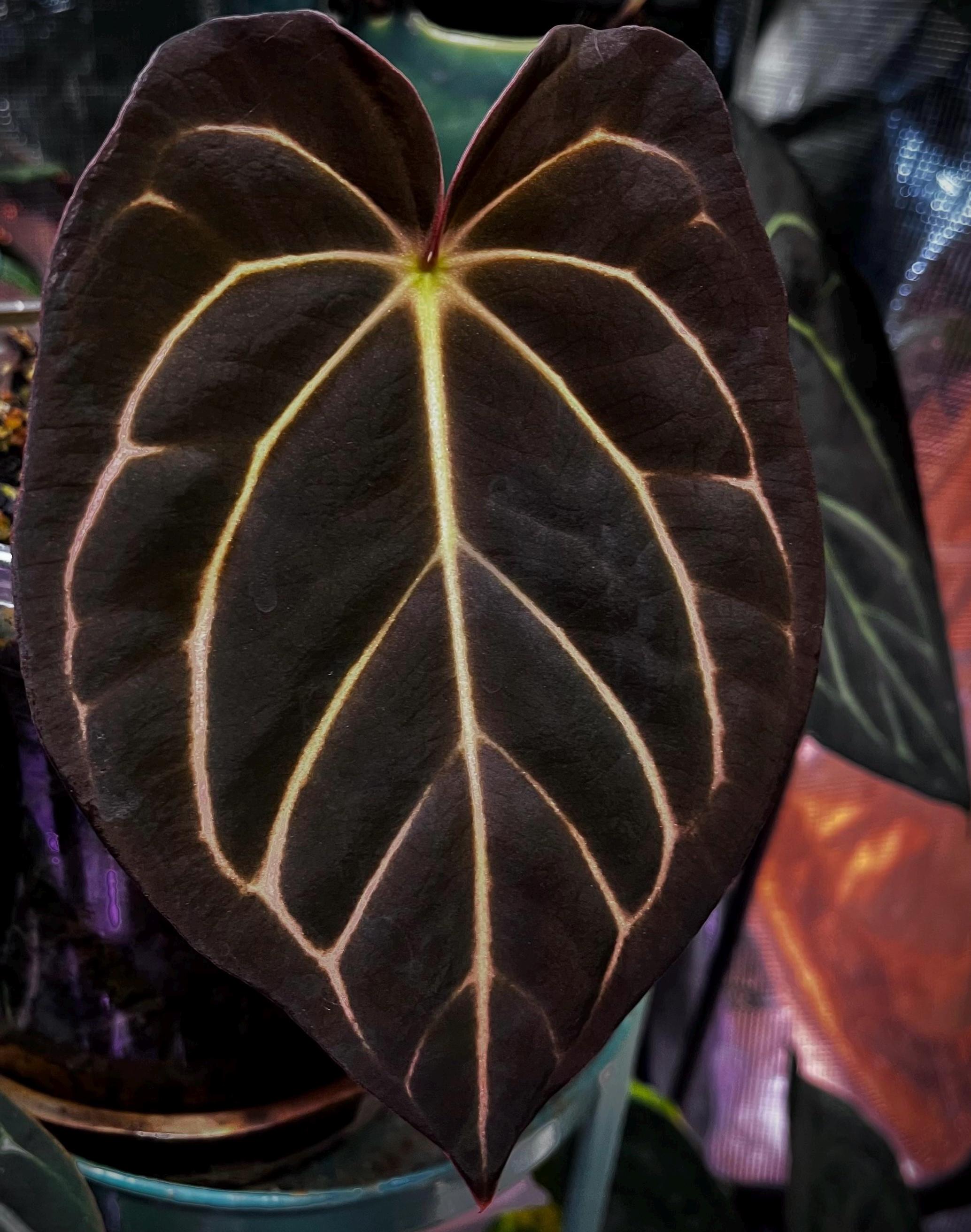 Anthurium Michelle X Michelle - Etsy