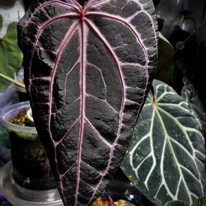 Chocolate Anthurium Crystallinum - Etsy