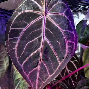 Chocolate Anthurium Crystallinum - Etsy