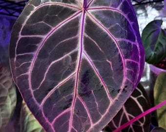 Anthurium Seedlings-4 (anthurium Forgetii X Wu5 Red Crystallinum