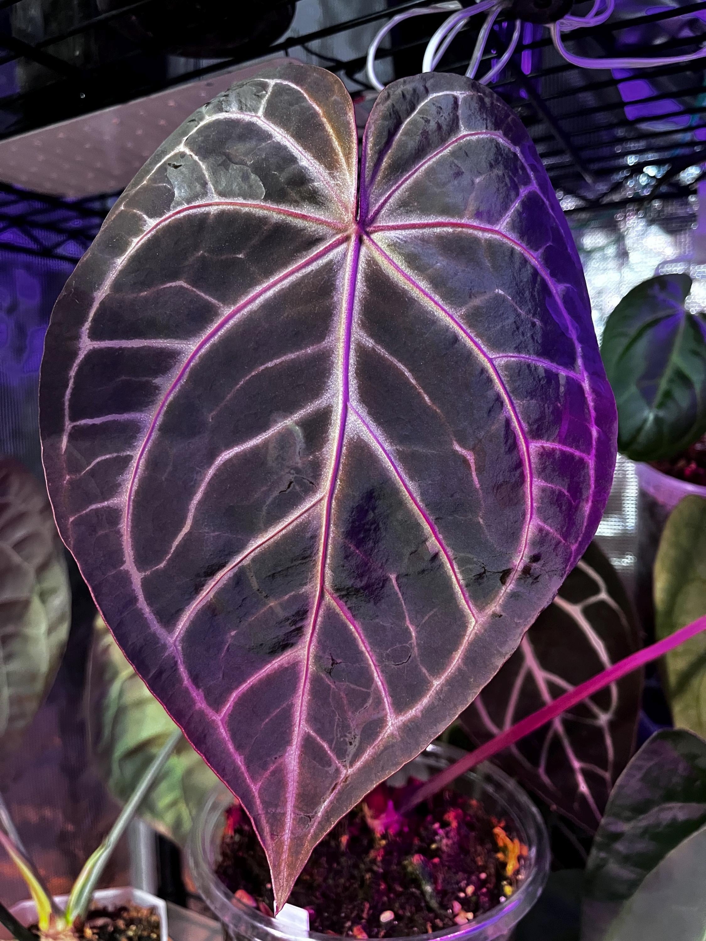 Chocolate Anthurium Crystallinum - Etsy