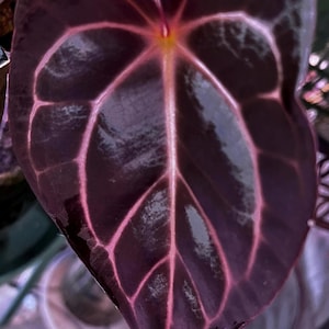 Anthurium Michelle X - Etsy
