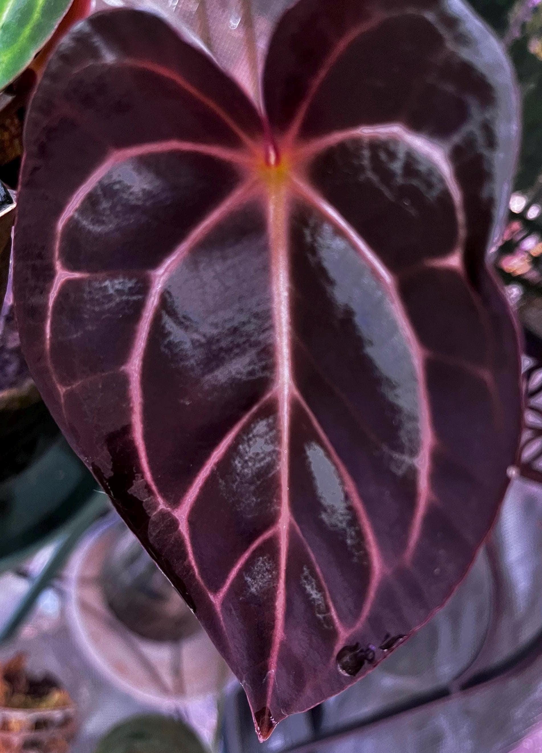Anthurium Michelle X - Etsy