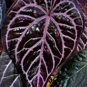 Anthurium King of Spades X Red Crystallinum - Etsy