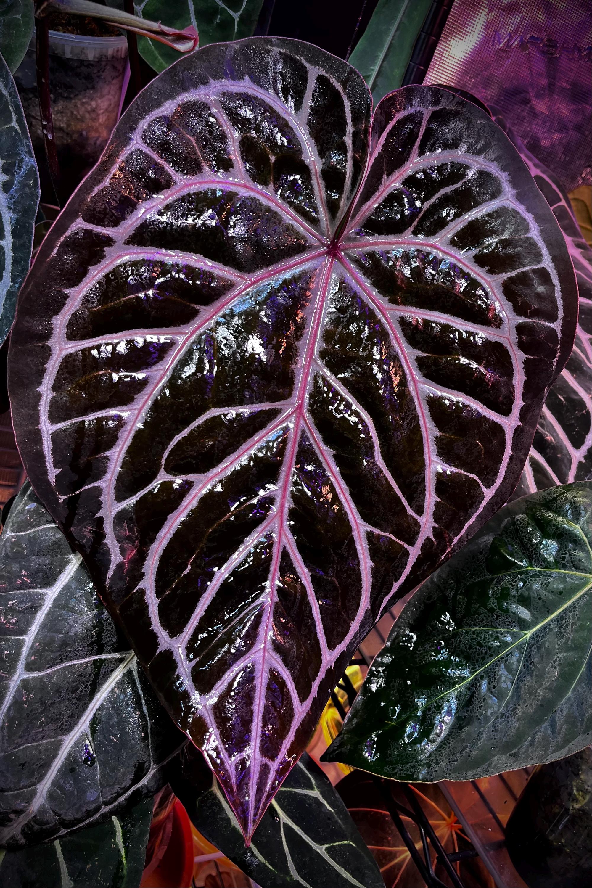 Anthurium King of Spades X Red Crystallinum - Etsy