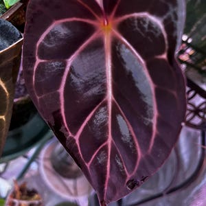 Anthurium Crystallinum Black - Etsy
