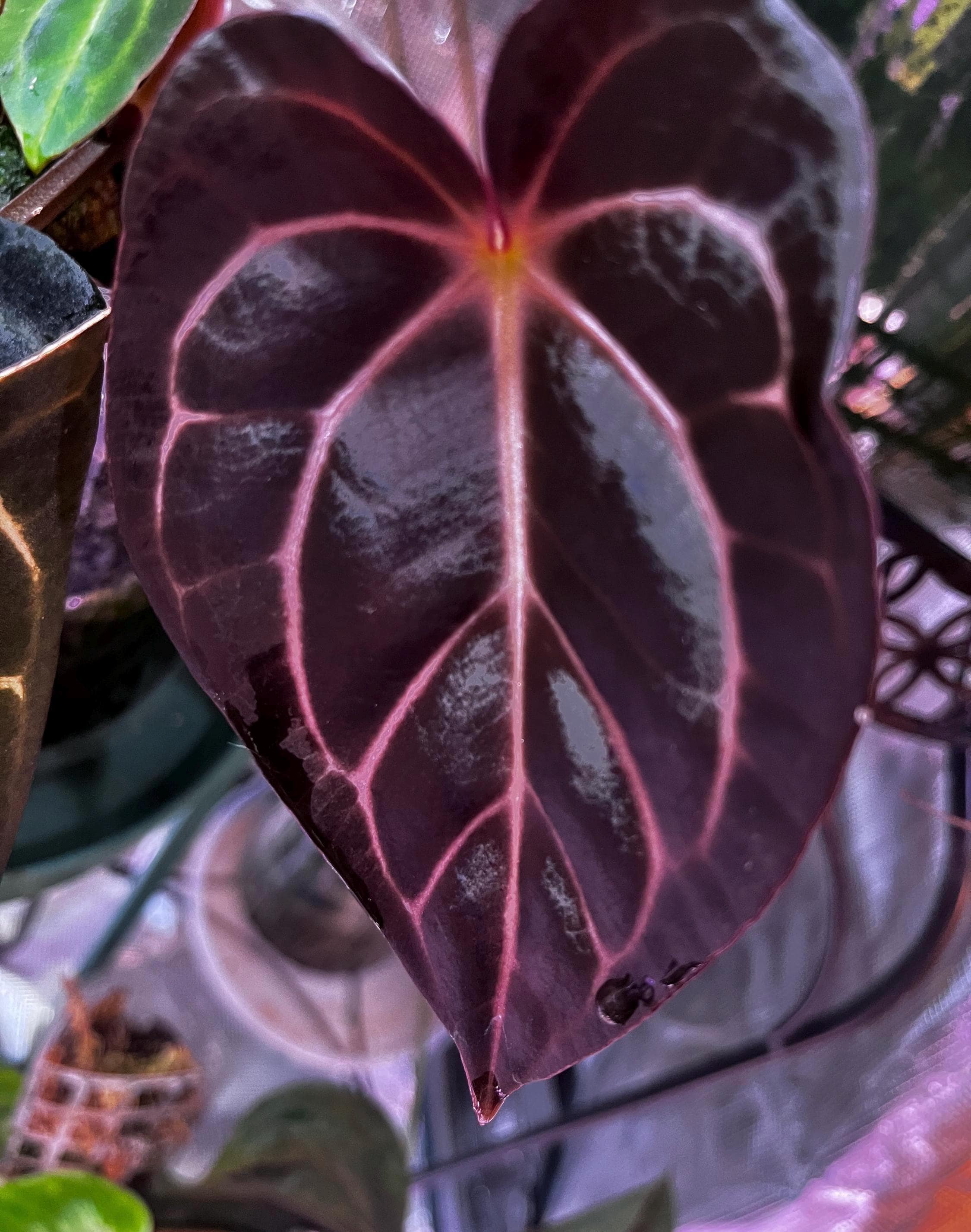 Anthurium Carlablackiae - Etsy
