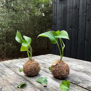 Handgefertigter Pothos Kokedama: Japanischer Moosball-Übertopf