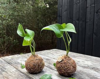 Handcrafted Pothos Kokedama: Japanese Moss Ball Planter