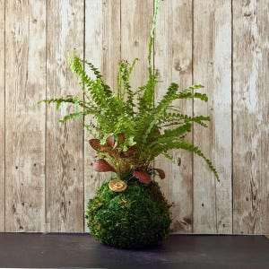 May include: A kokedama plant featuring a spherical moss ball base with a small circular wooden tag. The plant has vibrant green fern fronds and smaller leaves with reddish-pink veins extending upwards from the center of the moss sphere.