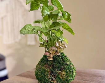 Kokedama di Syngonium con Fittonia / Pianta di muschio da interno / Decorazione botanica fatta a mano