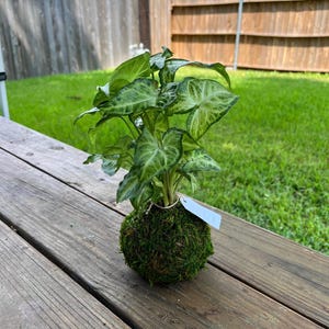 Kokedama Syngonium - Pfeilspitze im Moosballen, pflegeleichte Zimmerpflanze