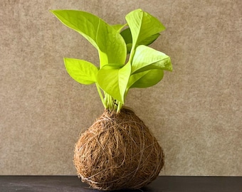 Handcrafted Neon Pothos Kokedama: Japanese Moss Ball Planter (Small)
