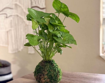 Kokedama Syngonium – Arrowhead Plant in Moss Ball, Easy Care Indoor Houseplant