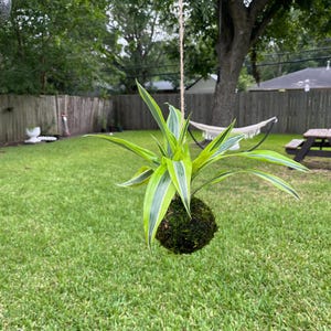 Dracaena Zitrone Limette Kokedama: Hängende Mooskugel - Pflegeleichte Zimmerpflanze
