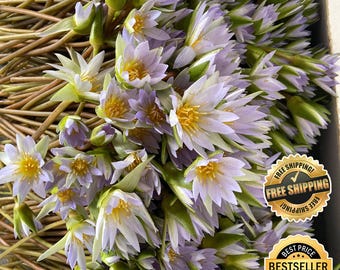 Flor de loto azul verdadero / Nymphaea caerulea recién desecada (500 g)
