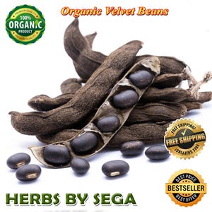 Wild Harvested Mucuna Pruriens Seed: Velvet Bean, Natural Supplement (1KG Bulk)