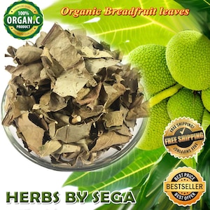 Breadfruit Leaf, Dried Breadfruit Leaves, Natural Air Dried, Organic Artocarpus Altilis