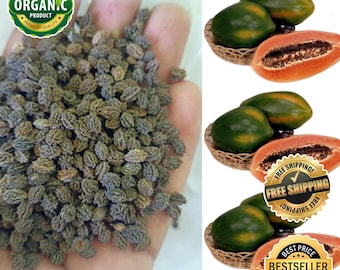 Semillas de papaya roja real de Florida: 10 000 unidades de papaya roja enana