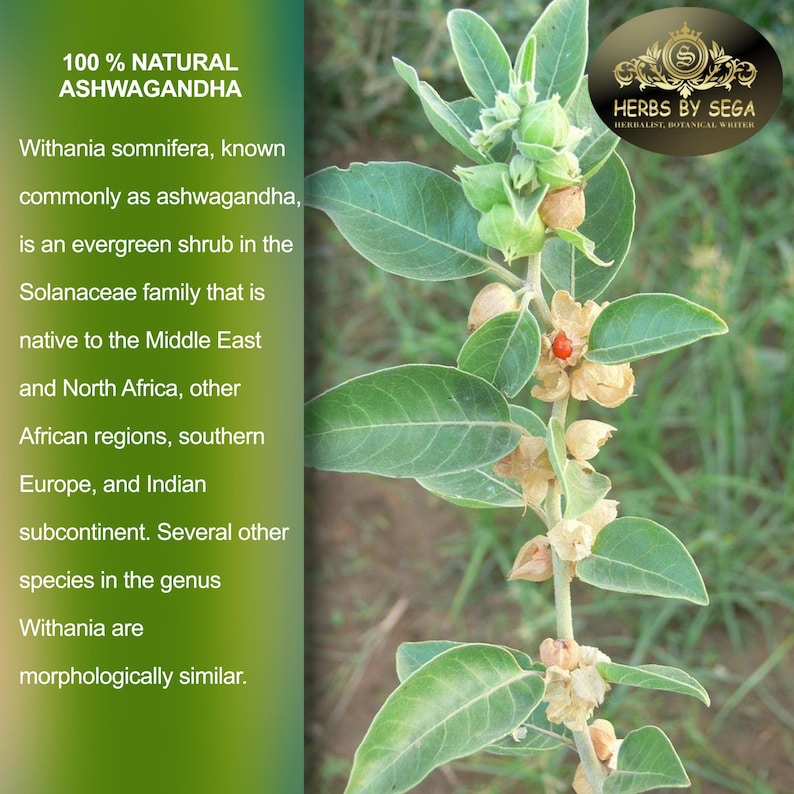 Puede incluir: Imagen de una planta de ashwagandha con hojas verdes y peque&ntilde;as vainas de semillas beige. El texto dice "100% NATURAL ASHWAGANDHA" y describe los or&iacute;genes y caracter&iacute;sticas de la planta. Tambi&eacute;n se incluye el logotipo de "HERBS BY SEGA".