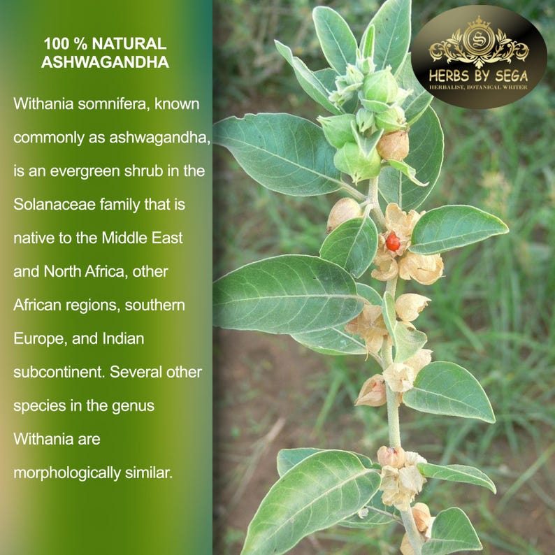 May include: Image of an Ashwagandha plant with green leaves and small, beige seed pods. The text reads "100% NATURAL ASHWAGANDHA" and describes the plant's origins and characteristics. A logo for "HERBS BY SEGA" is in the upper right corner.