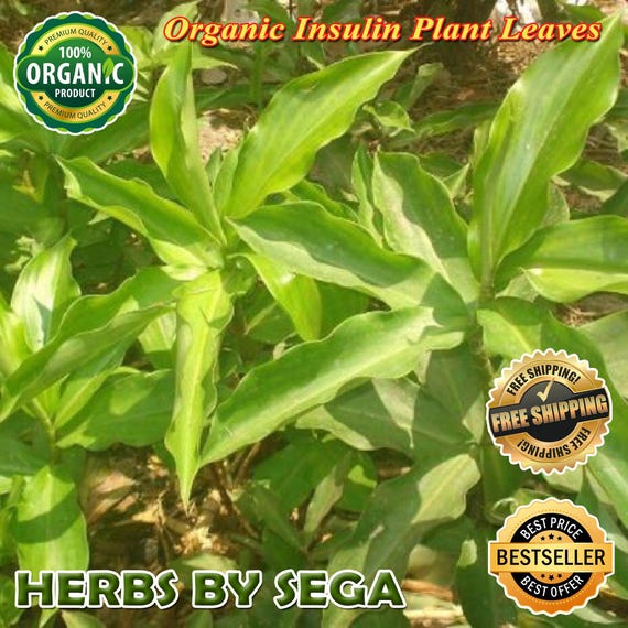 plants variegated Patty's Purple Variegated Hebe  Singing Tree Gardens Nursery