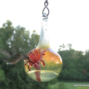 May include: A hummingbird feeds from a glass hummingbird feeder shaped like a flower. The feeder is clear glass with a red and yellow flower inside. The feeder is hanging from a metal hook.