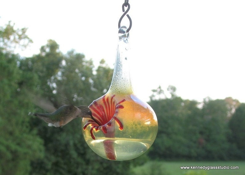 May include: A hummingbird feeds from a glass hummingbird feeder shaped like a flower. The feeder is clear glass with a red and yellow flower inside. The feeder is hanging from a metal hook.