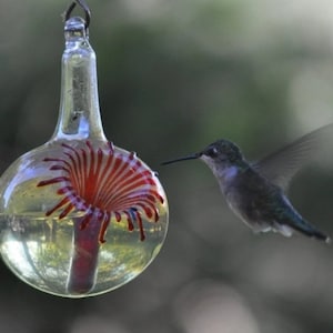 May include: A clear glass hummingbird feeder with a red and white flower design. A hummingbird is perched on the feeder, drinking nectar.