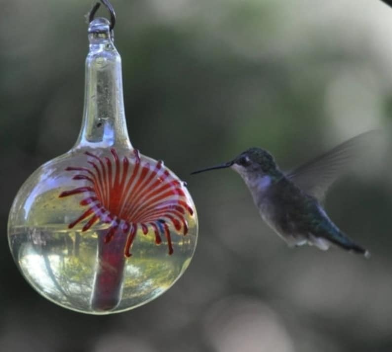 May include: A clear glass hummingbird feeder with a red and white flower design. A hummingbird is perched on the feeder, drinking nectar.
