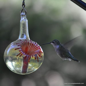 OR Best Glass Hummingbird Feeder, The Original One Piece Drip-less Hummingbird Feeder. Free Gift Wrap image 3