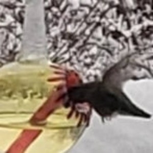 OR Best Glass Hummingbird Feeder, The Original One Piece Drip-less Hummingbird Feeder. Free Gift Wrap image 6