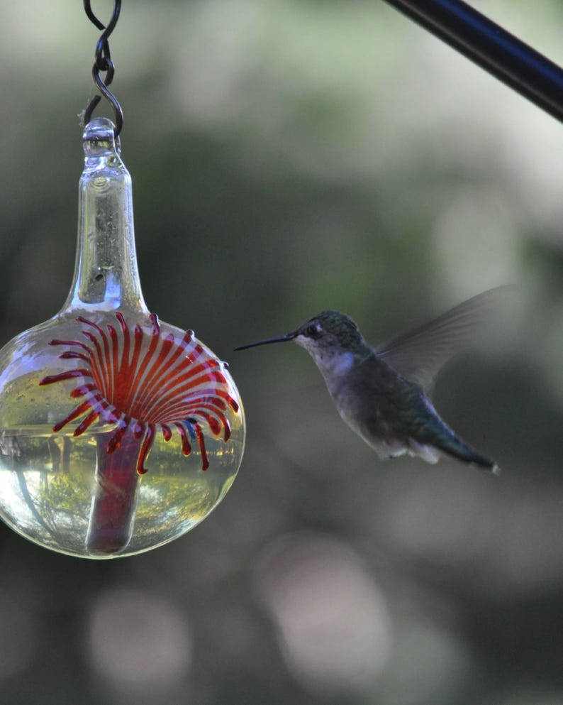 May include: A hummingbird hovers near a glass hummingbird feeder with a red and white flower design. The feeder is hanging from a chain.
