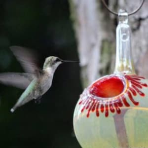 OR- Best Glass Hummingbird Feeder, The Original One Piece Drip-less Hummingbird Feeder. free Gift Wrap