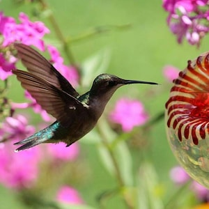 SH- Best Glass Hummingbird Feeder, The Original One Piece Drip-less Feeder/Silver Hobnail. Free Gift Wrap