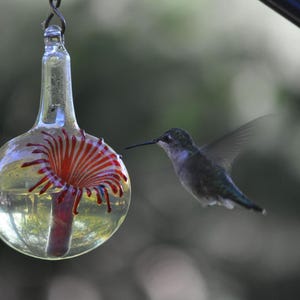 May include: A hummingbird hovers near a clear glass hummingbird feeder with a red and white flower design. The feeder is hanging from a metal hook.