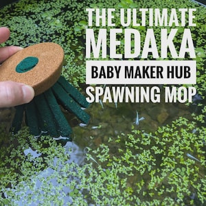 May include: A brown and green spawning mop for medaka fish, held above water covered in small green plants. The text on the image reads "THE ULTIMATE MEDAKA BABY MAKER HUB SPAWNING MOP."