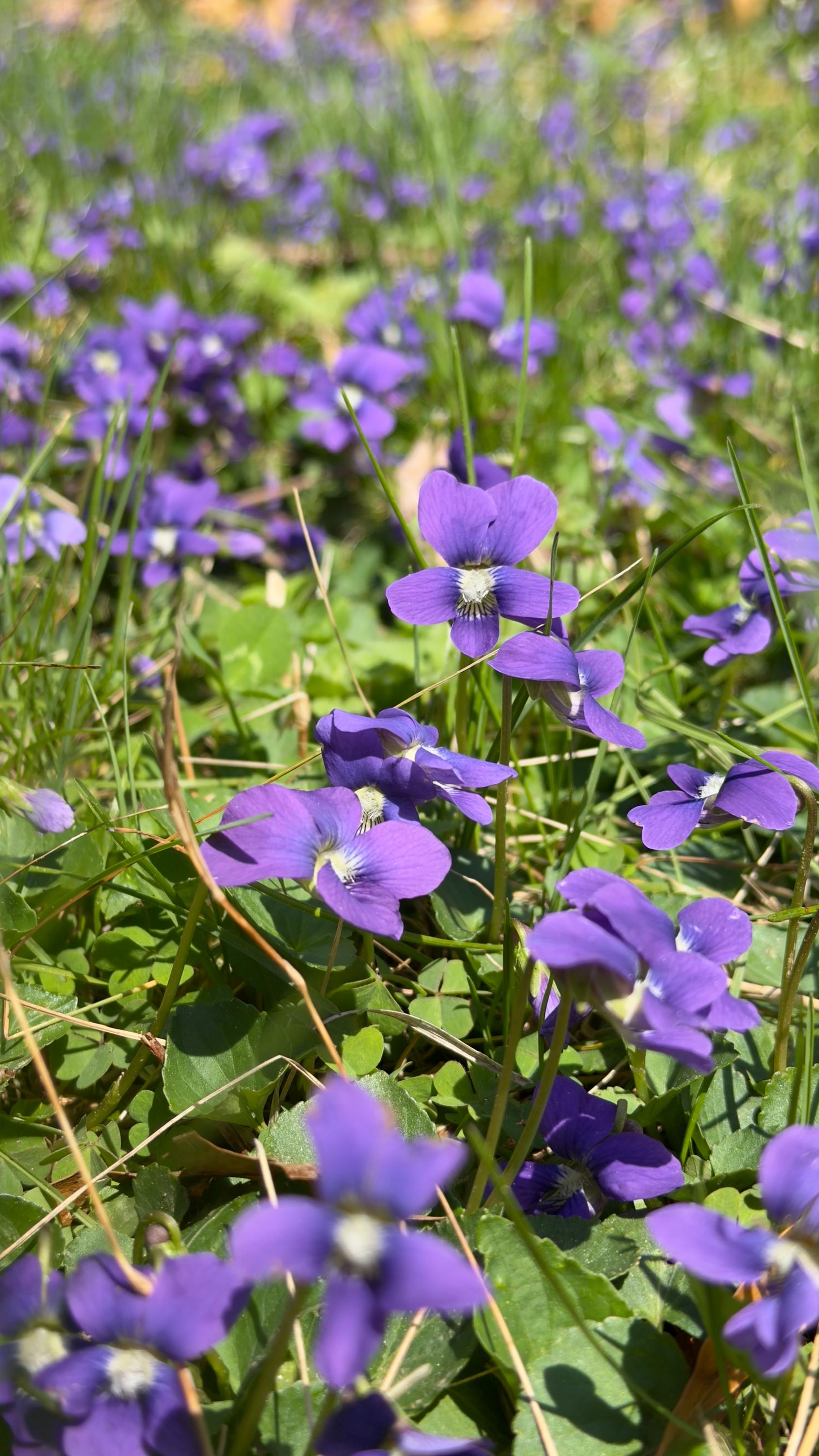 12 Common Blue Violet Bare Roots, Viola Sororia Live Plants, Native ...