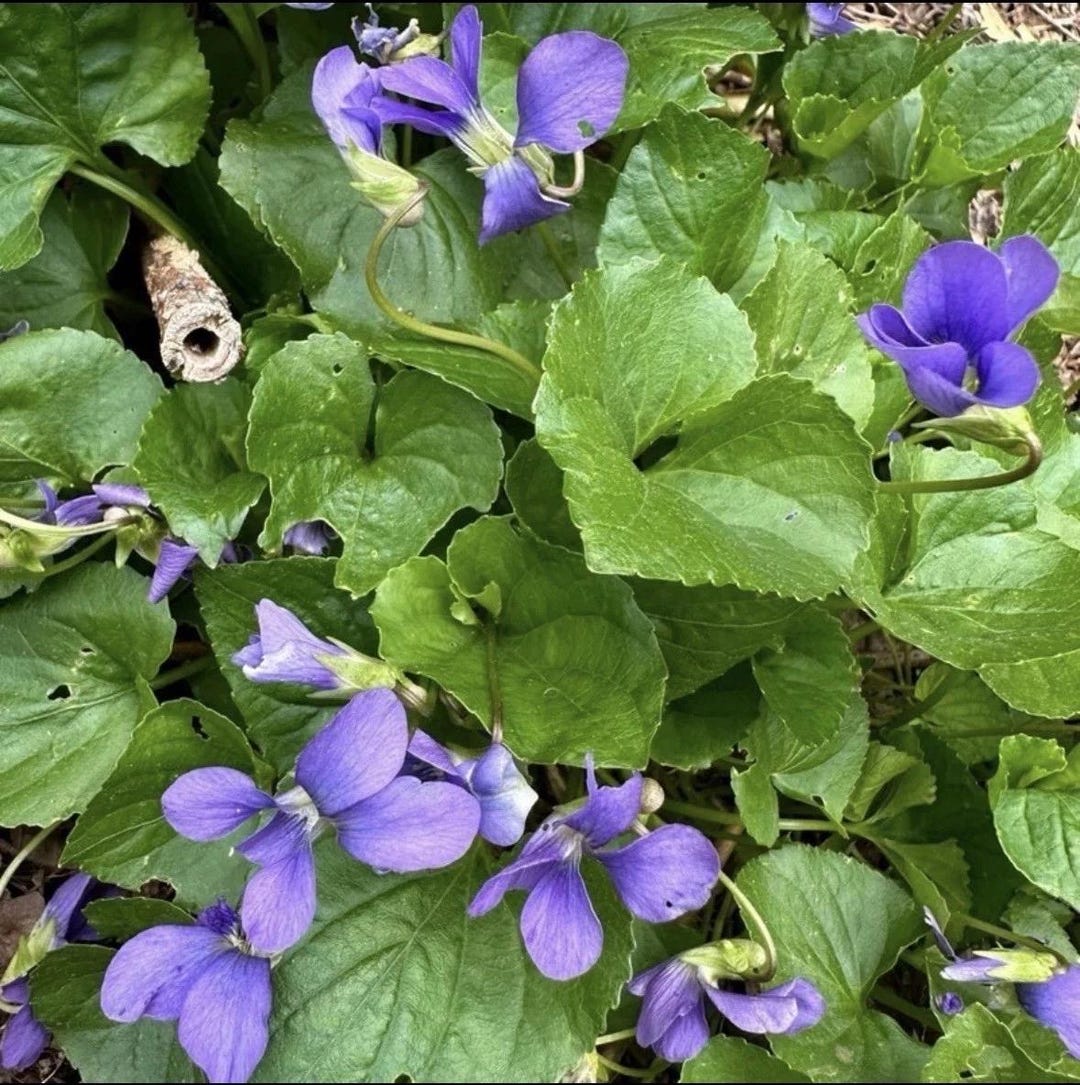 12 Common Blue Violet Bare Roots, Viola Sororia Live Plants, Native ...