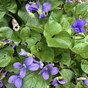 May include: A cluster of vibrant purple violet flowers with five petals each, nestled among a dense patch of lush, heart-shaped green leaves. The small blossoms feature delicate veining and are scattered throughout the foliage in a natural garden setting.