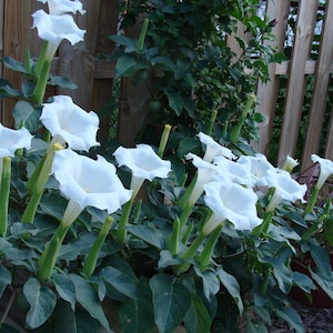 SET of 3 - MOONFLOWER - White DATURA  - Flowering Creeping Bush - Not A Vine