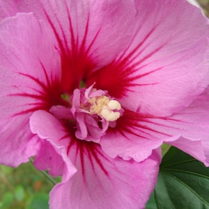 PURPLE PILLAR - Rose of Sharon BUSH