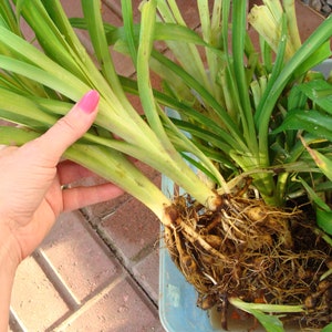 20 FOND MEMORIES Daylilies -  Fast Spreading Tiger Lily