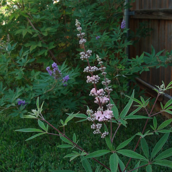 2 PINK CHASTE Trees - *** BEST Price - Set of 2-  Pink Flowering Bush - perennial