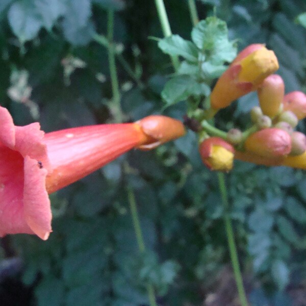 40 - RED TRUMPET Vine SEEDS