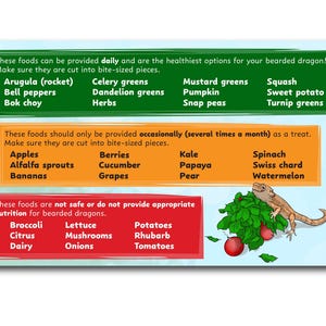 May include: A colorful infographic detailing safe and unsafe foods for bearded dragons. The image features lists of fruits, vegetables, and herbs, categorized by frequency of feeding. A cartoon bearded dragon is shown near a pile of greens and red fruits.